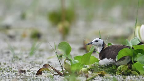 pheasant tailed jacana leaving nest