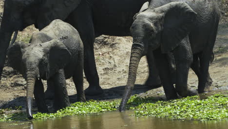 Three-African-elephants-drinking-from-a-pond-that-is-partially-covered-with-aquatic-plants