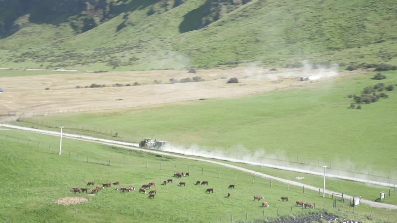 drone shot of the green farmland cattle and a big truck tracter
