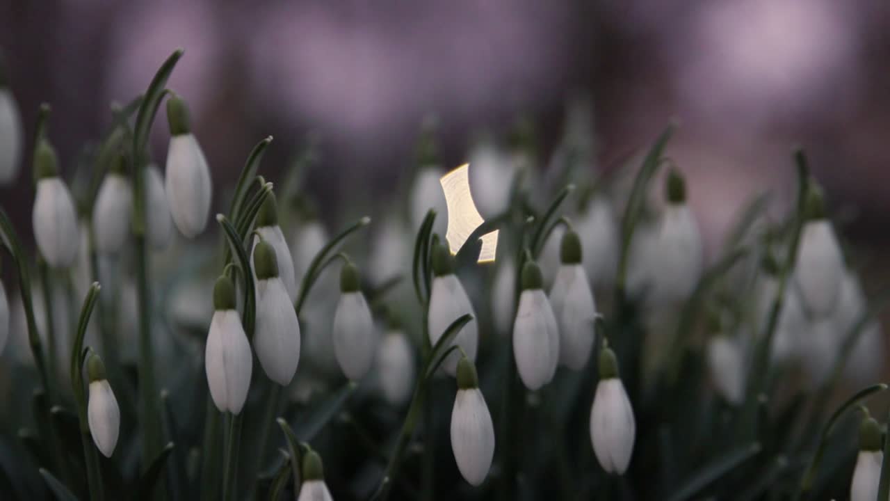 Galanthus, fiori di bucaneve in primo piano in un parco nella Svezia meridionale-4