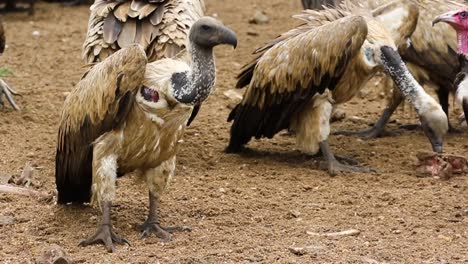 Close-up-of-vultures-feasting-on-bones