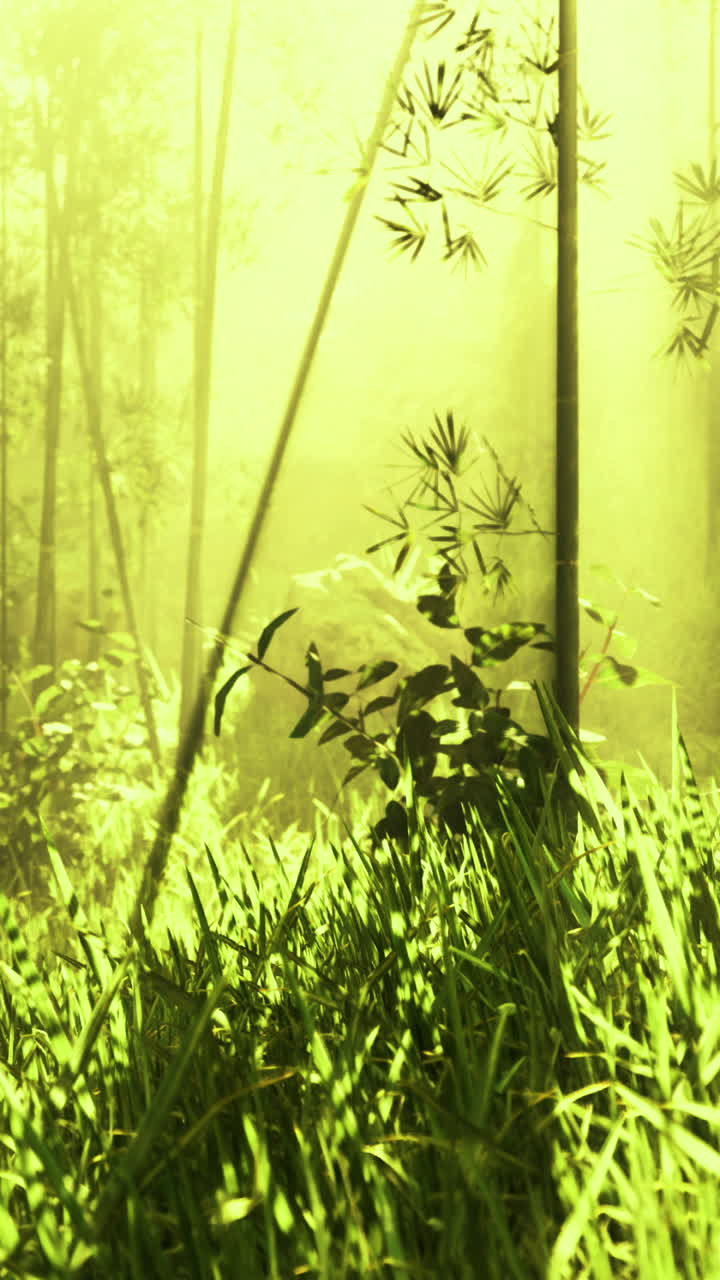 Rigogliosa foresta verde illuminata da una luce soffusa nelle prime ore del mattino