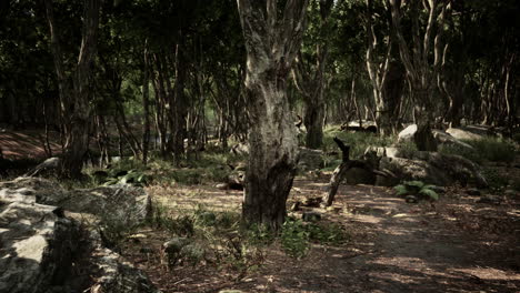 Bosque-En-La-Oscuridad-Con-Hierba-Y-Rocas