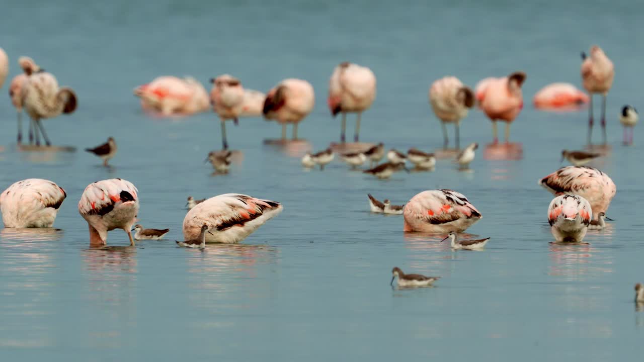 grupo de flamencos en un lago tranquilo