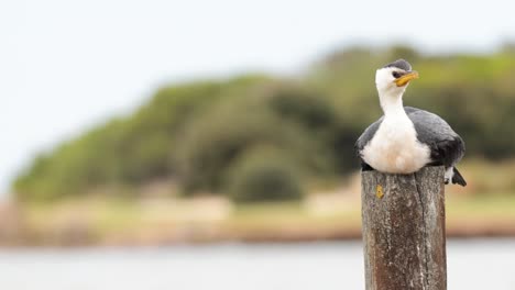 bird perched on post, great ocean road