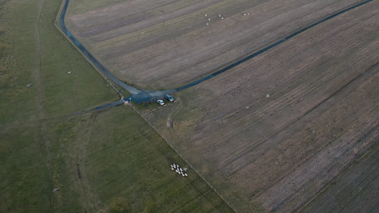 tiro de dron inclinado de ovejas corriendo siendo pastoreadas por un crofter en un quad a la hora dorada