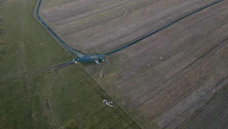 tiro de dron inclinado de ovejas corriendo siendo pastoreadas por un crofter en un quad a la hora dorada