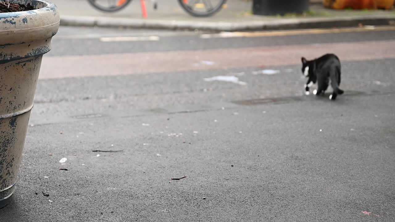 도로를 건너고 있는 고양이, 사우스워크, 런던, 영국