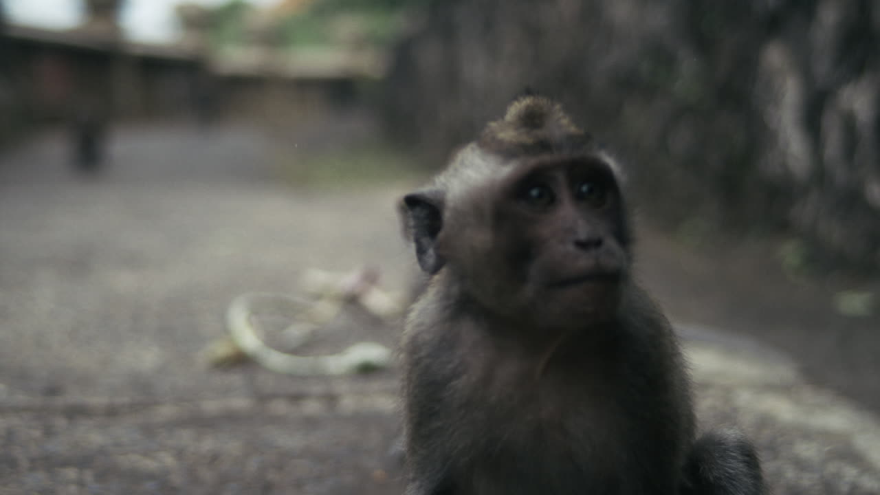 Slow motion monkey sitting upright on temple ground in Indonesia