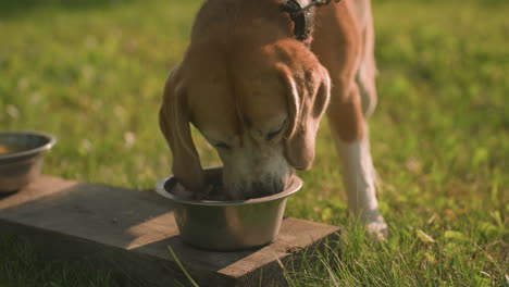 close up of dog on leash eating from metal bowl placed on wooden plank in lush outdoor garden under warm sunlight, with another empty bowl nearby, background features soft greenery