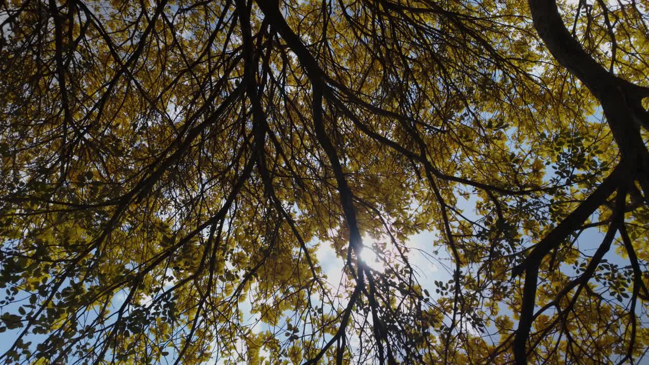 Araguaney Tree Branches Against a Sunny Blue Sky