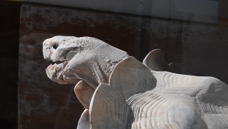 head of an old male tortoise in a zoo, reptile reproduction