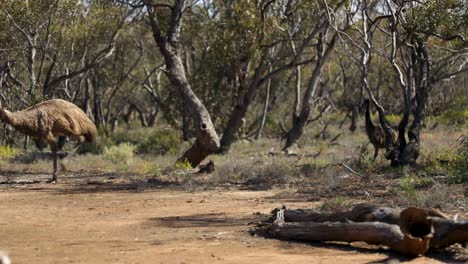 una foto de cerca de un pájaro emu con sus polluelos en el interior de australia