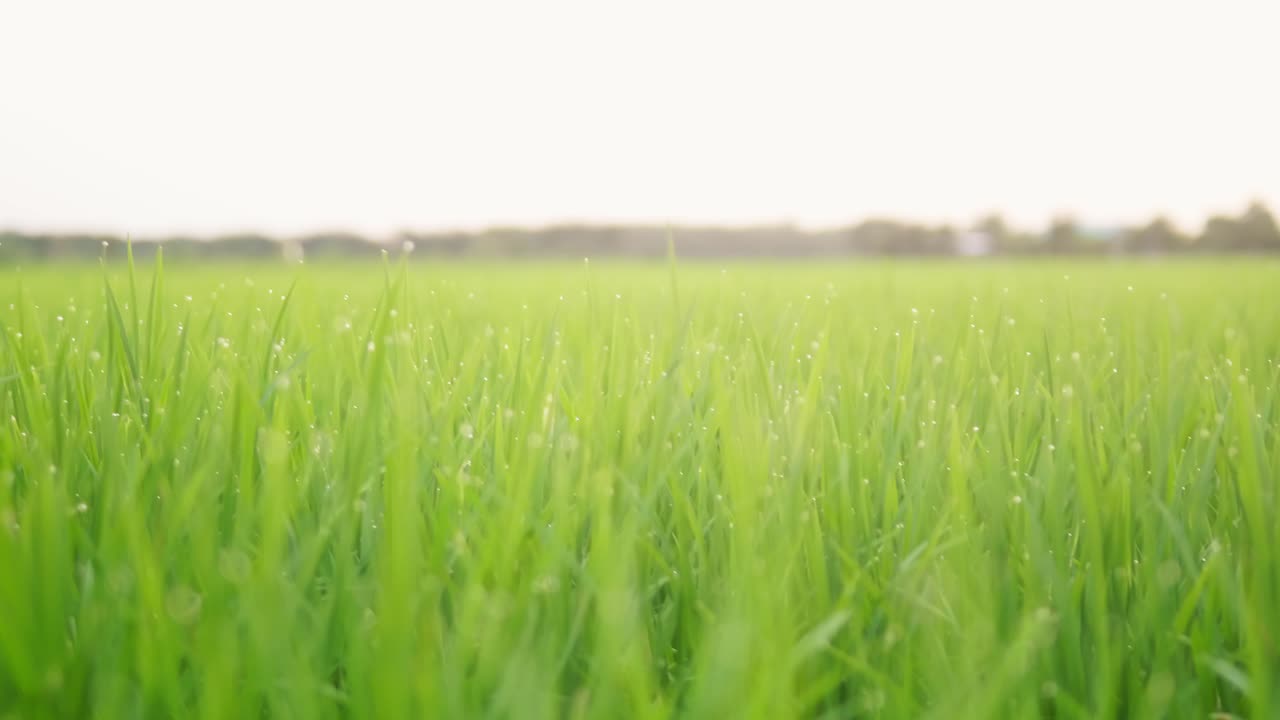 cerca de las hermosas plantas de arroz en un hermoso campo de arroz en granjas orgánicas al atardecer