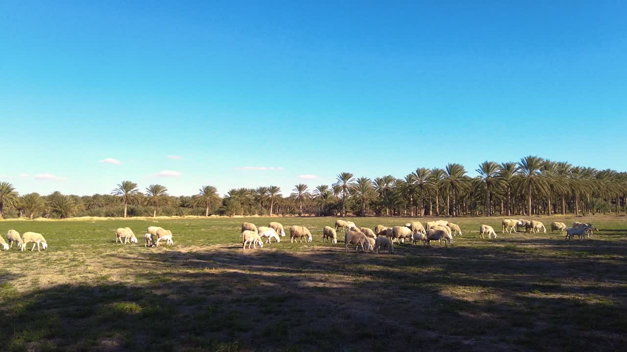rebanho de ovelhas numa planície no deserto de biskra, argélia