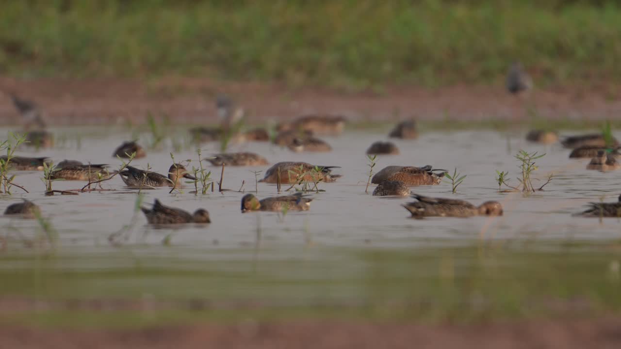습지에서 먹이를 먹는 오리  ⁇