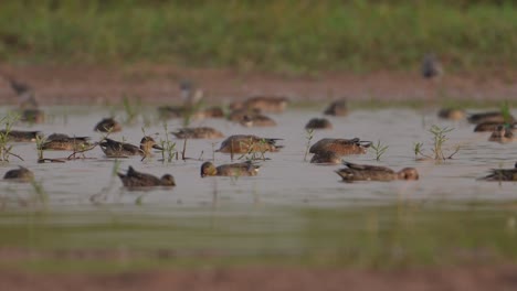 Bandada-De-Patos-Alimentándose-En-Humedales