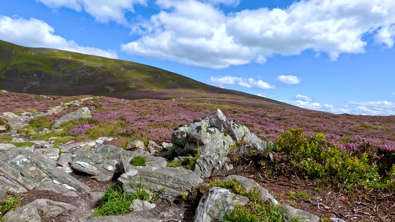 A camera moves steadily along a rocky hillside trail bordered by heather and shrubs under bright daylight, revealing scenic Glen Clova landscapes and rolling hills