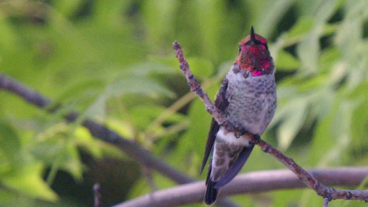 colibrí con plumas rosas mirando a cámara lenta