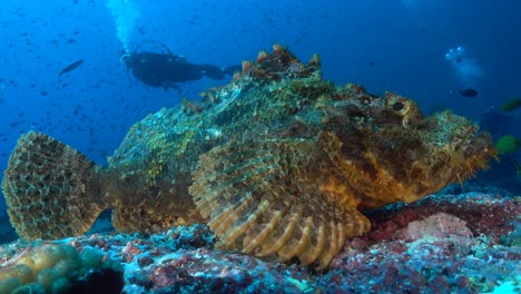 scorpionfish with diver in the background