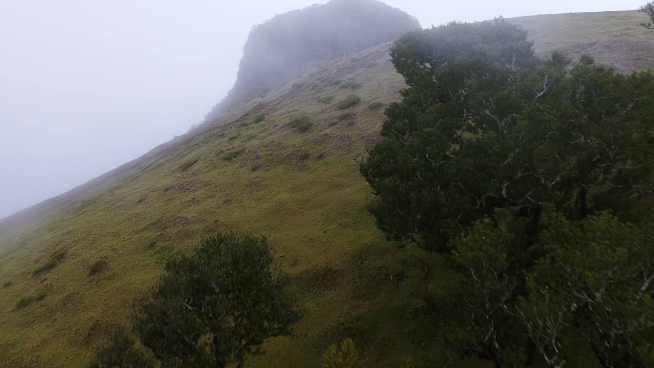 Fanal Forest On Madeira Island - Drone Shot