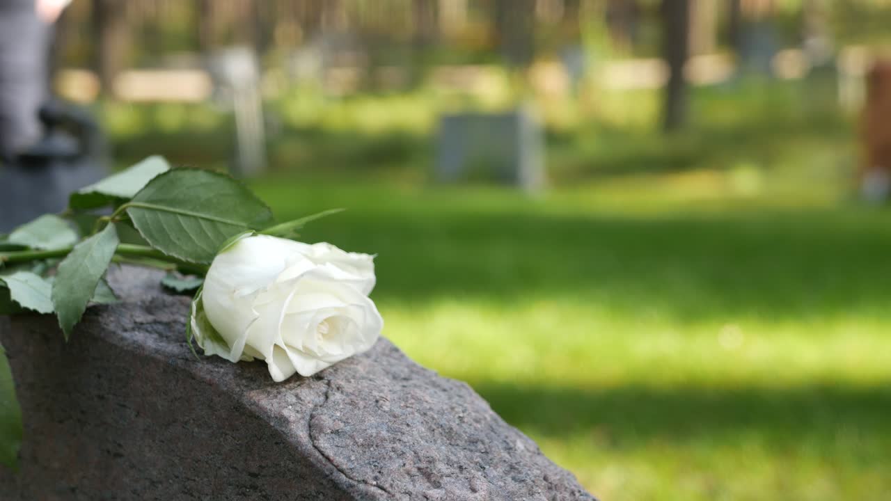 Grieving man place white rose on tombstone in cemetery then walks away, sunny day with gentle wind