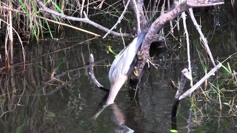 Wunderschöne-Schwarz-weiße-Kormorane-Wie-Vögel,-Die-In-Den-Everglades-Nisten