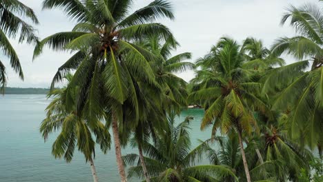 aerial crane shot of green palms revealing boats in turquoise tropic bay