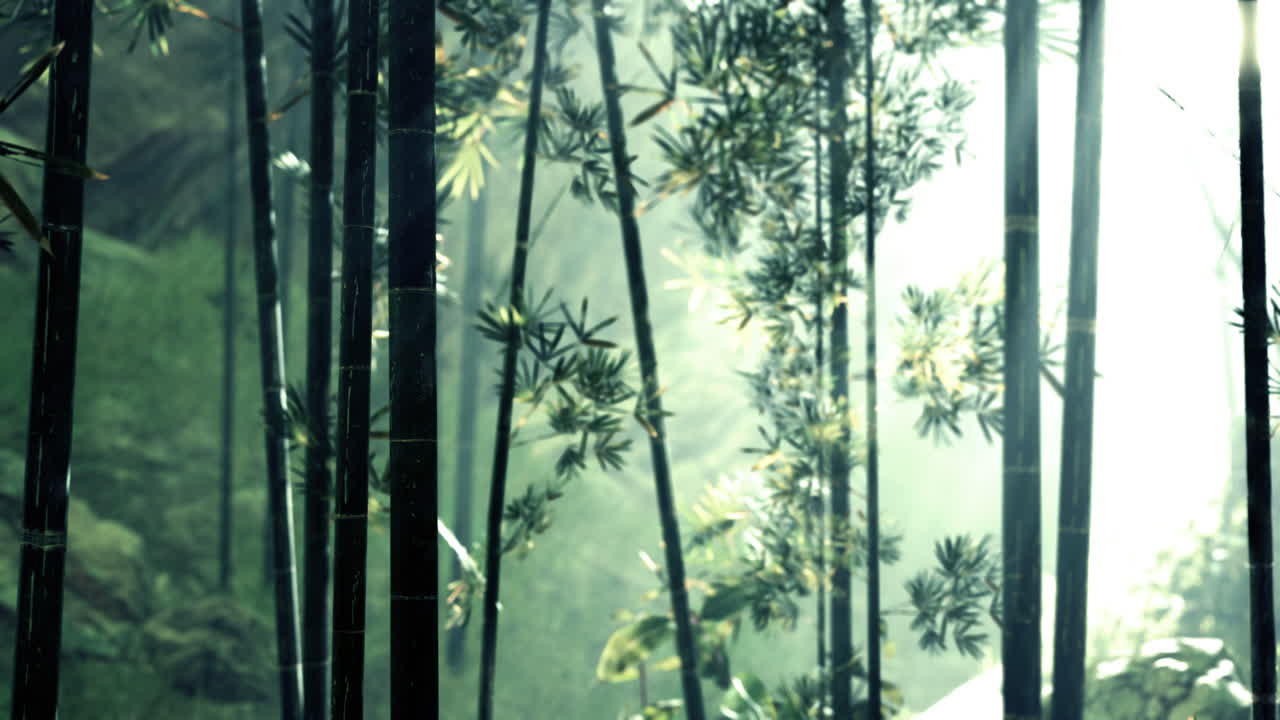 naturaleza fresca y verde bosque tropical de bambú