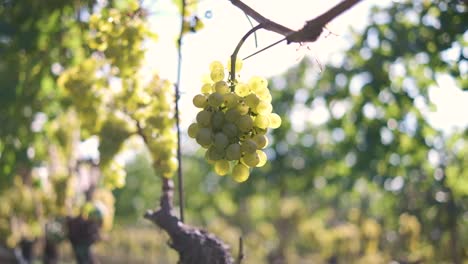 hermosas uvas de vino en la plantación de vino en tirol del sur, italia