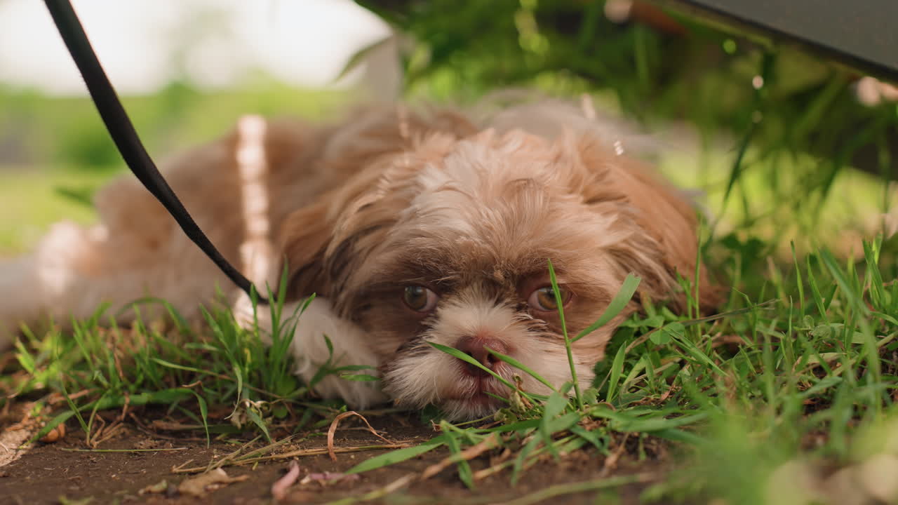 Lively Dog Playing Outdoors Happily, Cheerful Puppy Resting On Lush Park Grass, Excited Young Dog Enjoying Sunny Day In Park, Energetic Puppy With Tongue Out Playing On Green Grass Under Bench