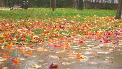 autumn leaves on wet ground in a park