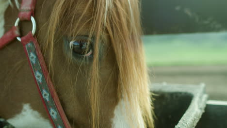 horse on ranch looking at the camera in slow motion