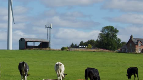 Dairy cows graze on green pasture with wind turbine, barn, and rural buildings under daylight