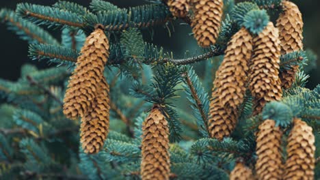 A-close-up-shot-of-the-young-pine-tree