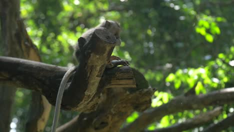 small monkey sitting on a branch