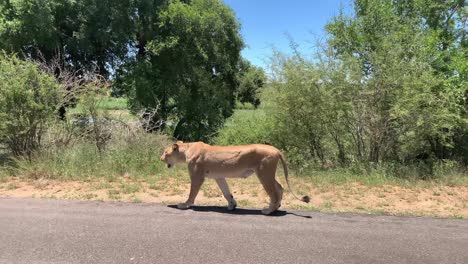 muscular female african lion walks on paved road in kruger natl park