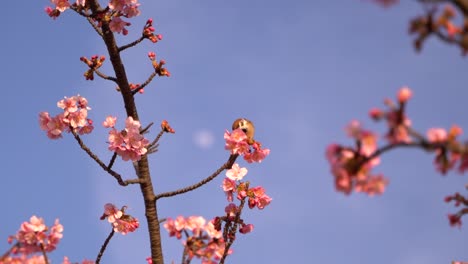 single sparrow bird sitting on cherry blossom tree against blue sky