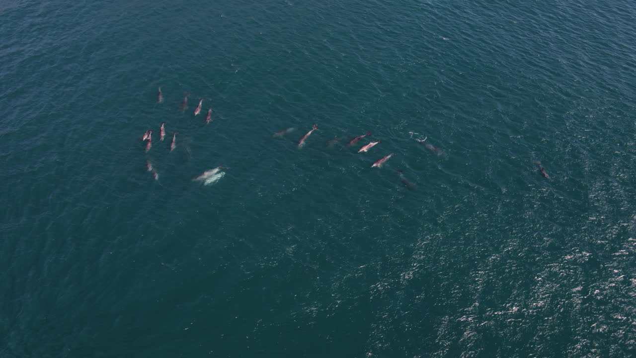 Pod of dolphins dispersed in green-blue sea, gentle aerial overview of marine wildlife