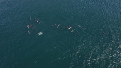 pod of dolphins dispersed in green-blue sea, gentle aerial overview of marine wildlife