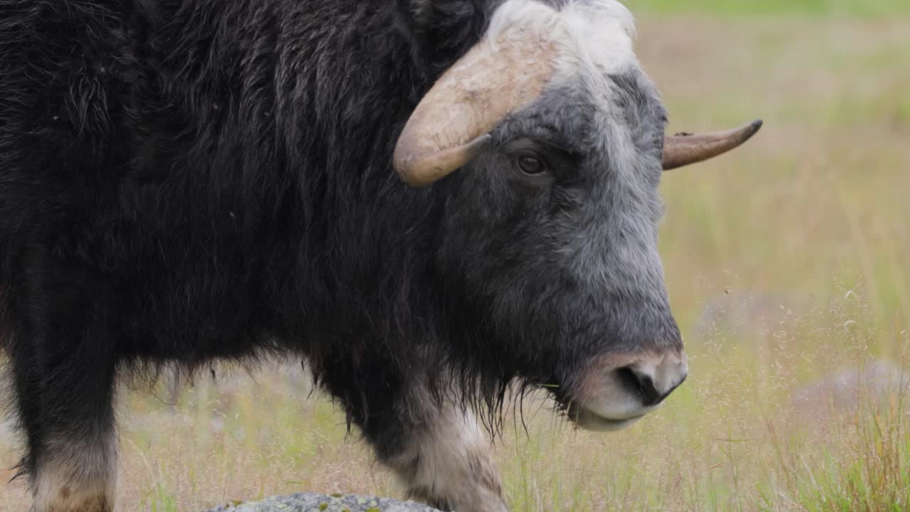 모스코스 (ovis moschatus, 라틴어: musky sheep-ox) 는 모스코크스 (musk ox) 와 모스코 (musk-ox) 라고도 불리며, 복수 모스코센 (muskoxen) 또는 모스코 oxen은 보비데아 (bovidae) 가문의 발이 있는 포유류이다.