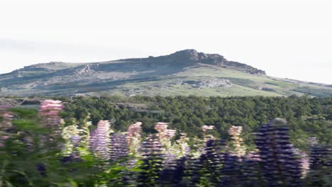 majestic field with flowers against mountains