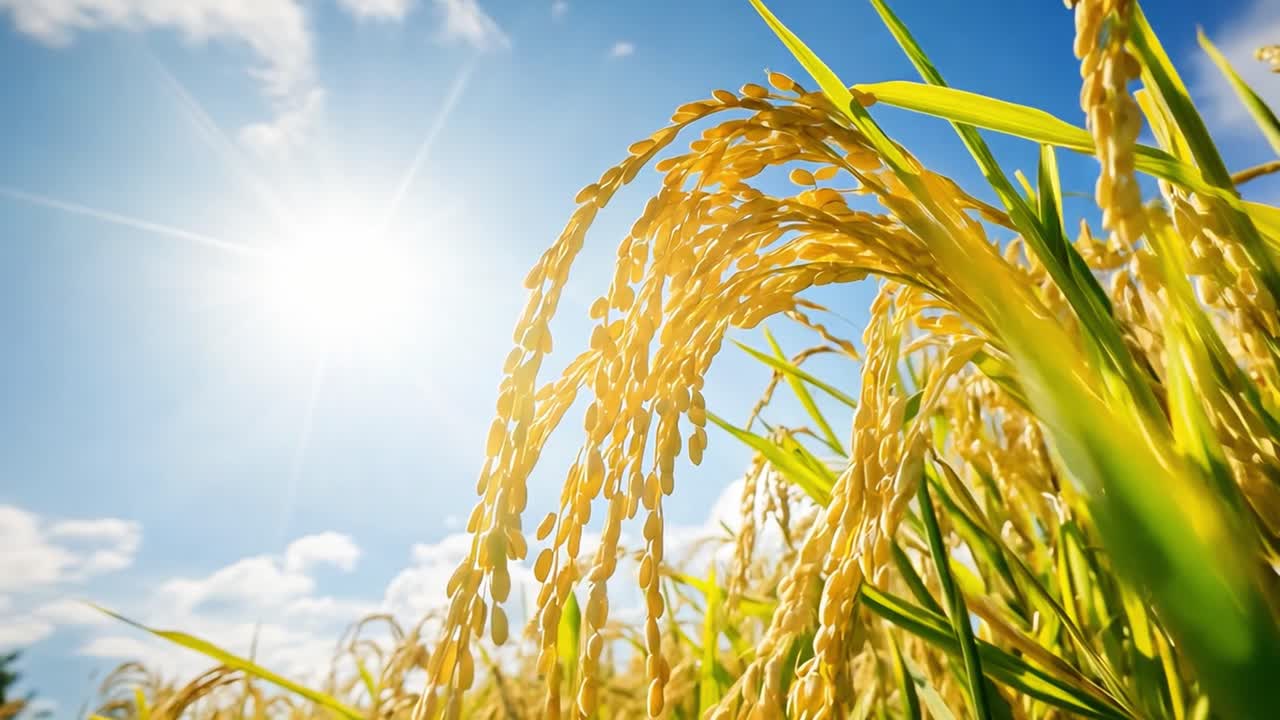 Golden Rice Field Under the Sun