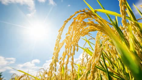 golden rice field under the sun