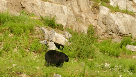 Un-Majestuoso-Oso-Negro-Pasea-Por-Un-Sendero-De-Montaña-Verde-Y-Rocoso,-Rodeado-De-Un-Impresionante-Paisaje-Salvaje