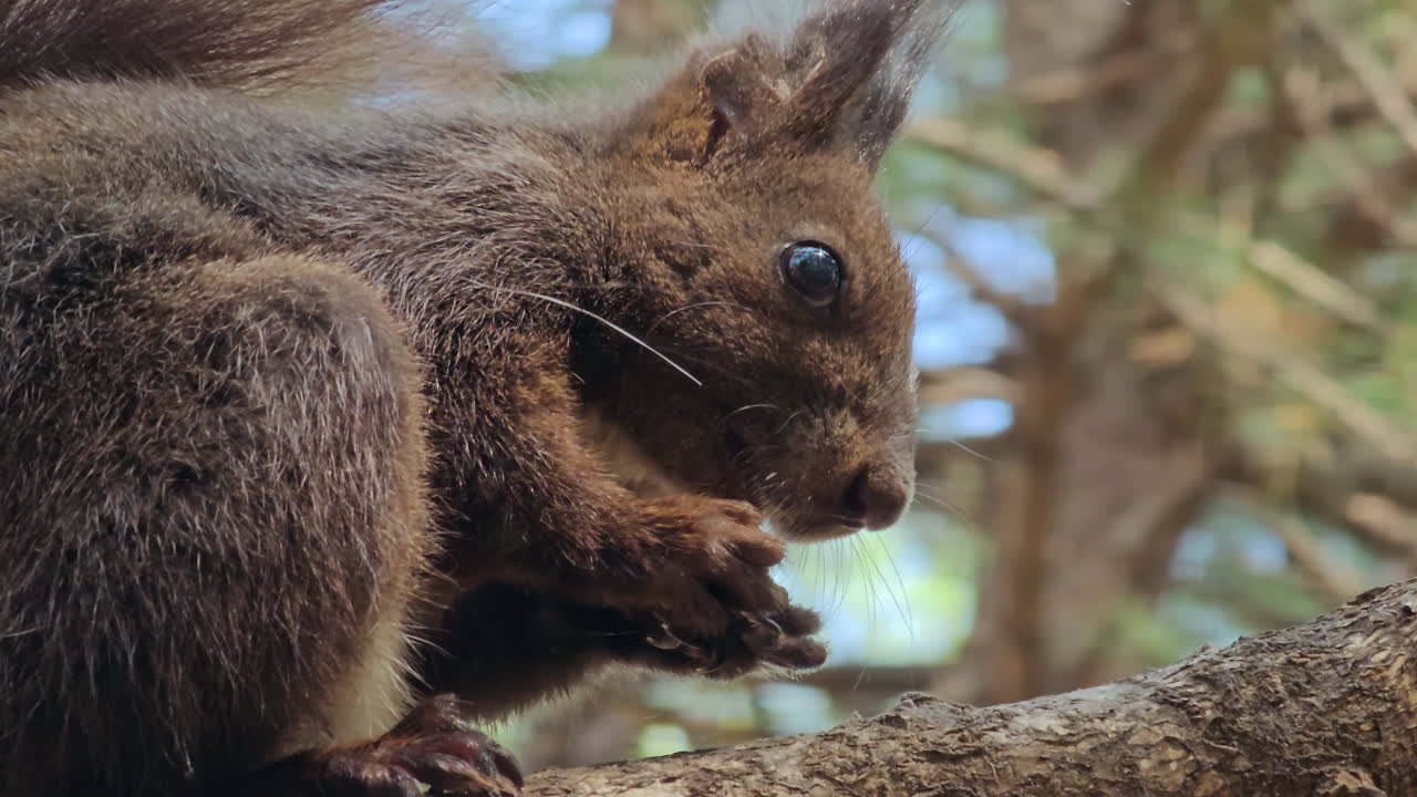 primer plano de la ardilla del árbol rojo comiendo semillas en el árbol en el parque