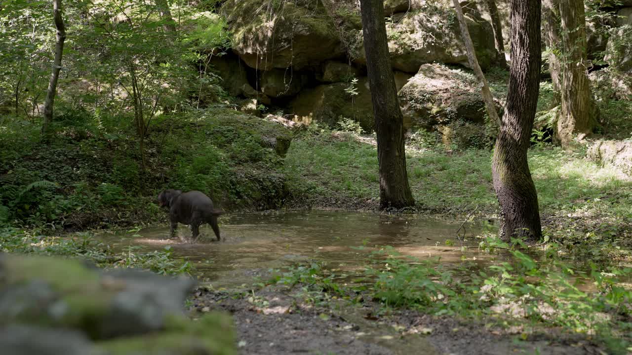 un labrador marrone scuro gioca nel fango di un laghetto paludoso sotto gli alberi