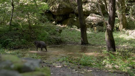 a-dark-brown-labrador-retriever-plays-in-the-mud-of-a-little-swamp-pond-under-the-trees