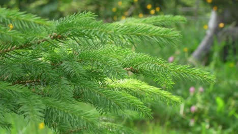 rack focus of spruce tree branches