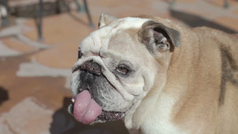 an old panting bulldog